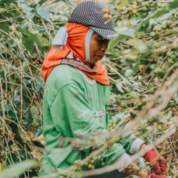 What Does ‘Ethically Sourced Coffee’ Really Mean?